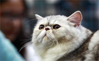 猫咪得了猫鼻支能治好吗？猫鼻支的治疗与防治！
