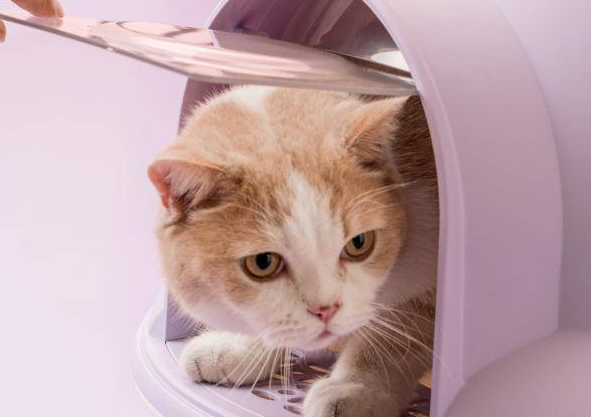 小猫结扎术前准备及术后护理(小猫结扎手术如何照顾)