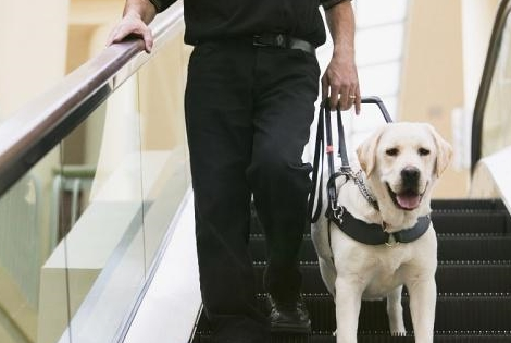 嘴馋的拉布拉多那样喂养更健康 嘴馋的拉布拉多那样喂养更健康