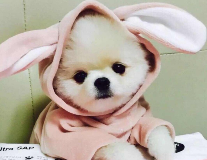 狗狗真的需要穿衣服吗? 狗狗真的需要穿衣服吗?