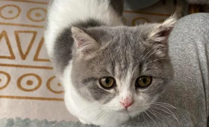 猫舍五个月的猫能买么