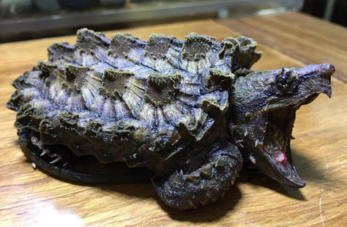 真鳄龟喜欢吃什么?此文帮你解答 真鳄龟喜欢吃什么?此文帮你解答