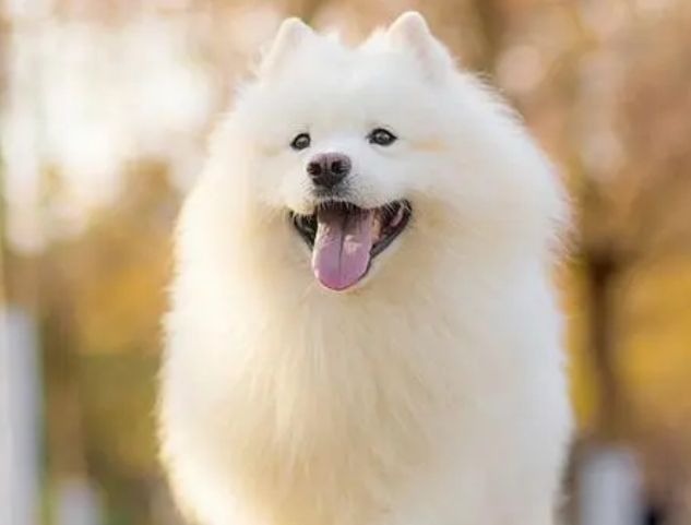 狗狗耳螨用碘伏很有效