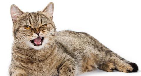 猫咪肢体语言,解读行为15招 猫咪肢体语言,解读行为15招