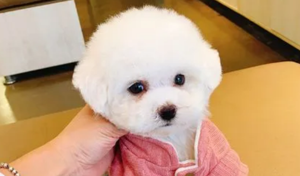比熊没驱虫会怎么样？