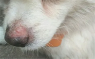 狗狗鼻头里排出的锈迹色液体,到底是啥?