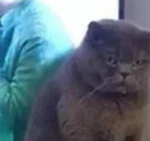 土著猫并没啥优势，奶牛猫一到，土著猫除了会怼主人，啥也不会 