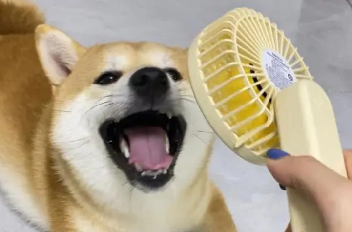 狗狗为什么喜欢咬风扇