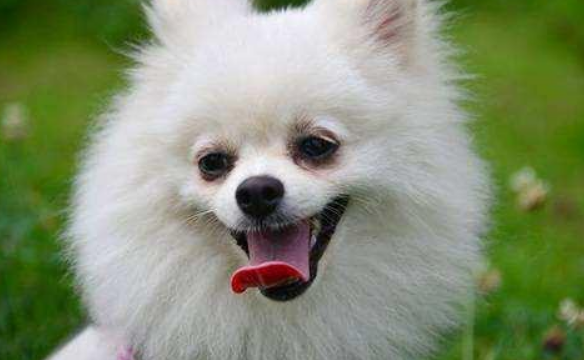 博美犬好养吗？5个小窍门，教你养好博美犬