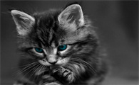 猫瘟第几天最危险？你了解吗