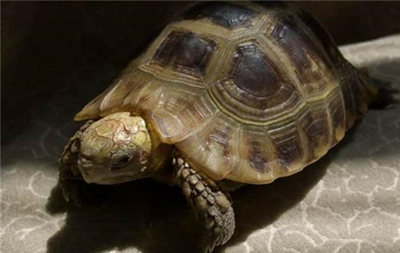 缅甸陆龟吃什么长得快?