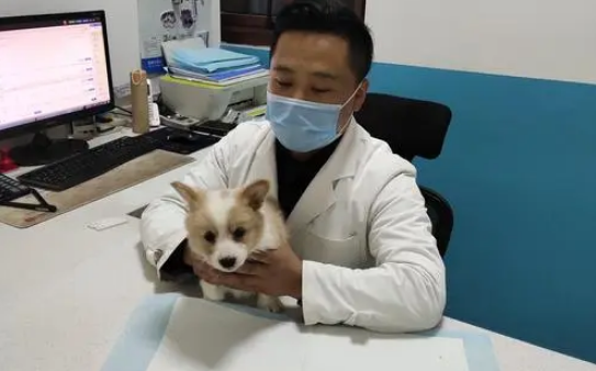 北仑宠物医院哪家好