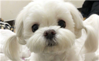 马尔济斯犬怎么看品相