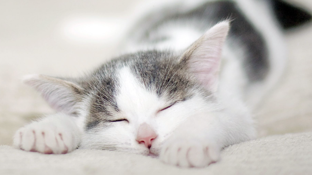 猫腹水怎么引起的？猫营养性腹水的治疗！