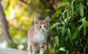 猫咪为什么乱撒尿?又该怎样解决? 猫咪为什么乱撒尿?又该怎样解决?