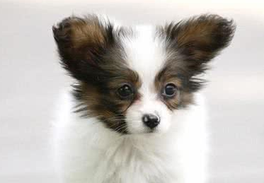 蝴蝶犬下崽准备什么?蝴蝶犬母犬的分娩过程及注意事项 蝴蝶犬下崽准备什么?蝴蝶犬母犬的分娩过程及注意事项