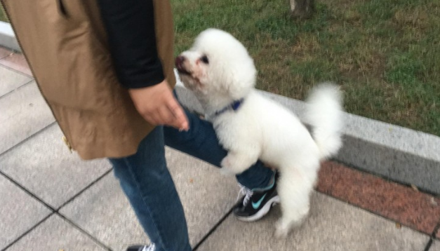 狗狗家中地位训练，狗狗家中地位怎么训炼？