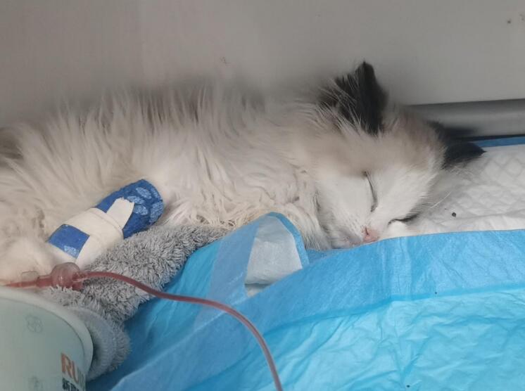 什么是猫传腹？如何预防猫传腹？(猫传腹怎么样引起的)