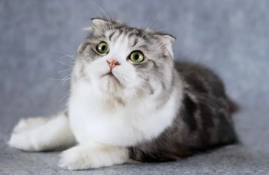 折耳猫有哪些遗传疾病,科普折耳猫遗传病! 折耳猫有哪些遗传疾病,科普折耳猫遗传病!