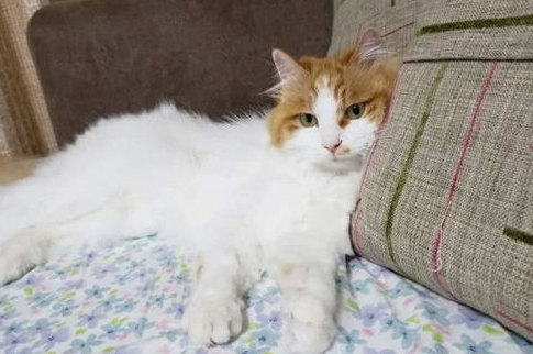 怎么让猫咪不记仇？猫对主人记仇了怎么办