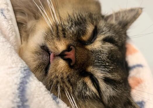 猫咪绝育为什么会呕吐拉稀呢 猫咪绝育为什么会呕吐拉稀呢