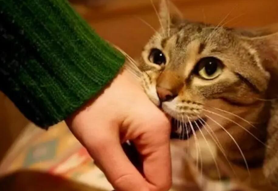 猫咪为什么喜欢咬主人东西呢