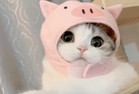 养猫用什么消毒液最好?适合养猫家用的消毒液推荐! 养猫用什么消毒液最好?适合养猫家用的消毒液推荐!