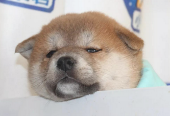 柴犬吃啥长肉，柴犬饲养小窍门。
