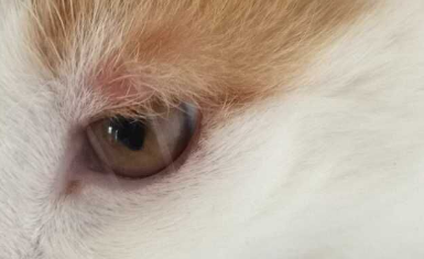 猫咪眼睛上方发红掉毛是什么病啊？