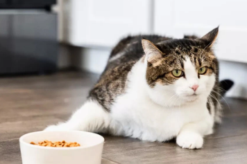 猫咪发完情后不吃东西怎么回事？