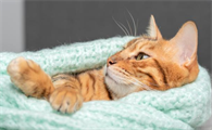 猫咪睡觉时肚子起伏频率变快是生病吗为什么