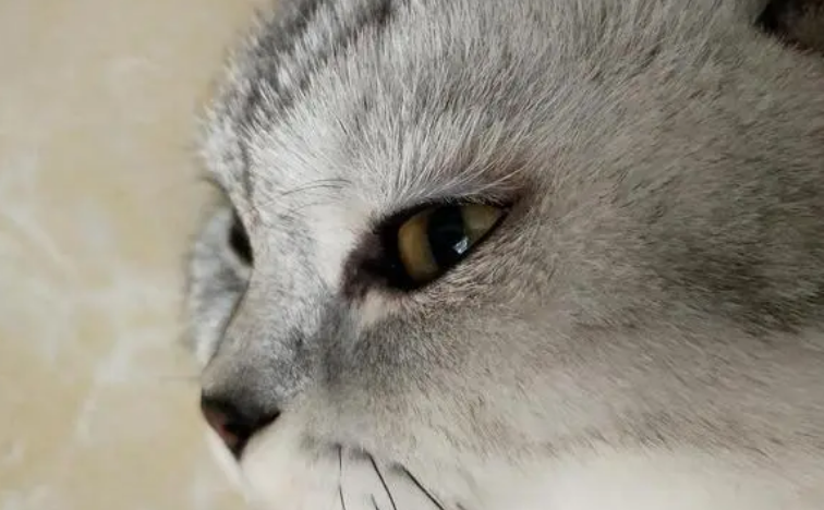 猫咪眼睛上面毛为什么变少 猫咪眼睛上面毛为什么变少