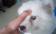 犬瘟热的潜伏期多久?来get下吧