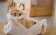 猫一般生几只小猫?