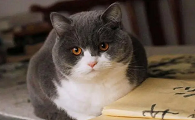 猫咪为什么总配不上呢