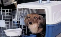 火车托运狗狗多少钱