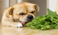快来看，狗干万不能吃的六种食材？