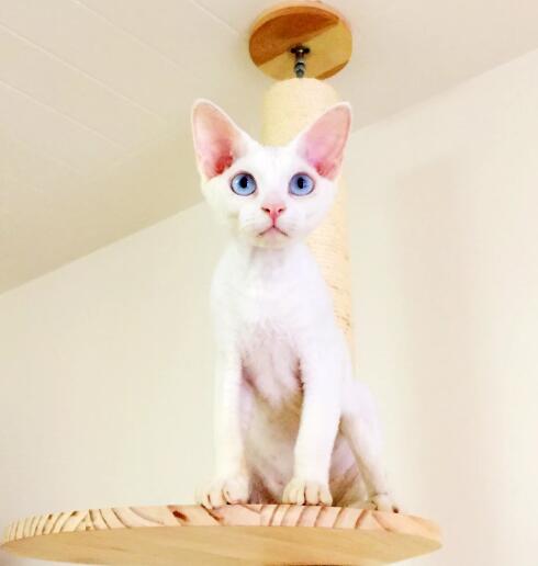 德文卷毛猫怕冷吗