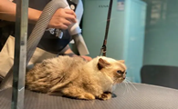 宠物店如何给猫咪洗澡