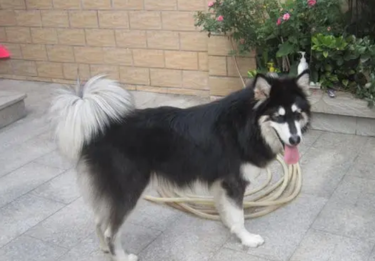 阿拉斯加犬和边牧串串