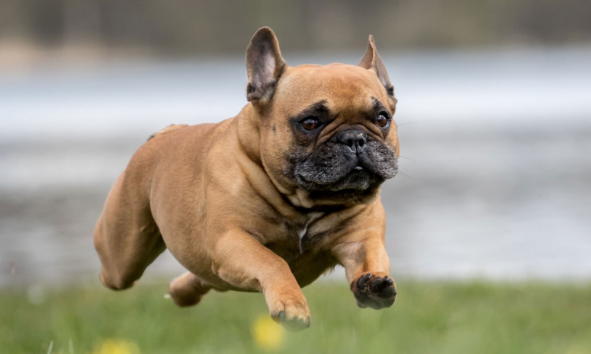 纯种法国斗牛犬的5大特点？你都知道吗？