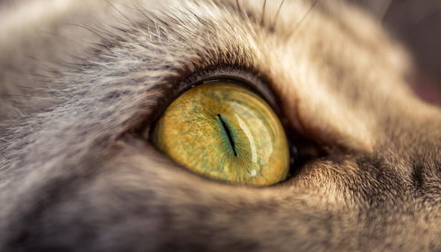 猫咪皮肤的生理结构知识,猫咪的身体里藏着哪些小秘密?