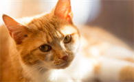 猫咪换粮之后呕吐不怎么吃东西了怎么办?