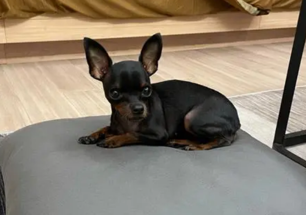 小鹿犬皮肤病怎么治 图片