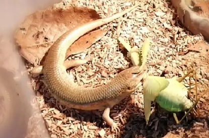石龙子药厂收吗