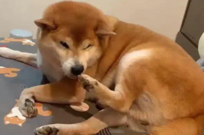 狗狗为什么不闻脚丫子