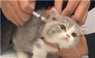 猫咪疫苗怎么样？