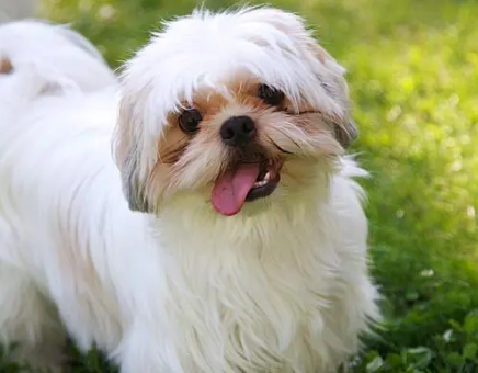 西施犬一直掉毛比较严重是病吗? 西施犬一直掉毛比较严重是病吗?