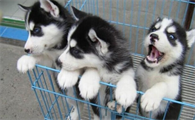 哈士奇犬舍哪个好