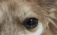 狗狗眼珠中间发白是什么情况啊